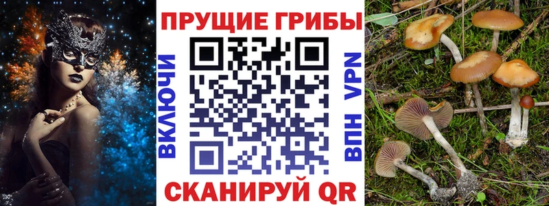 Псилоцибиновые грибы Psilocybe  Новая Усмань 